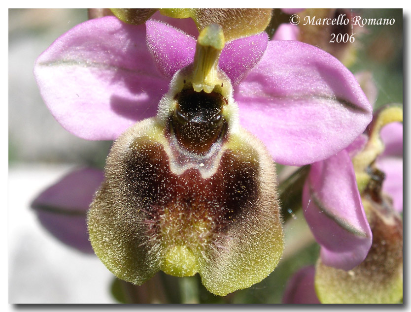 Ophrys tenthredinifera